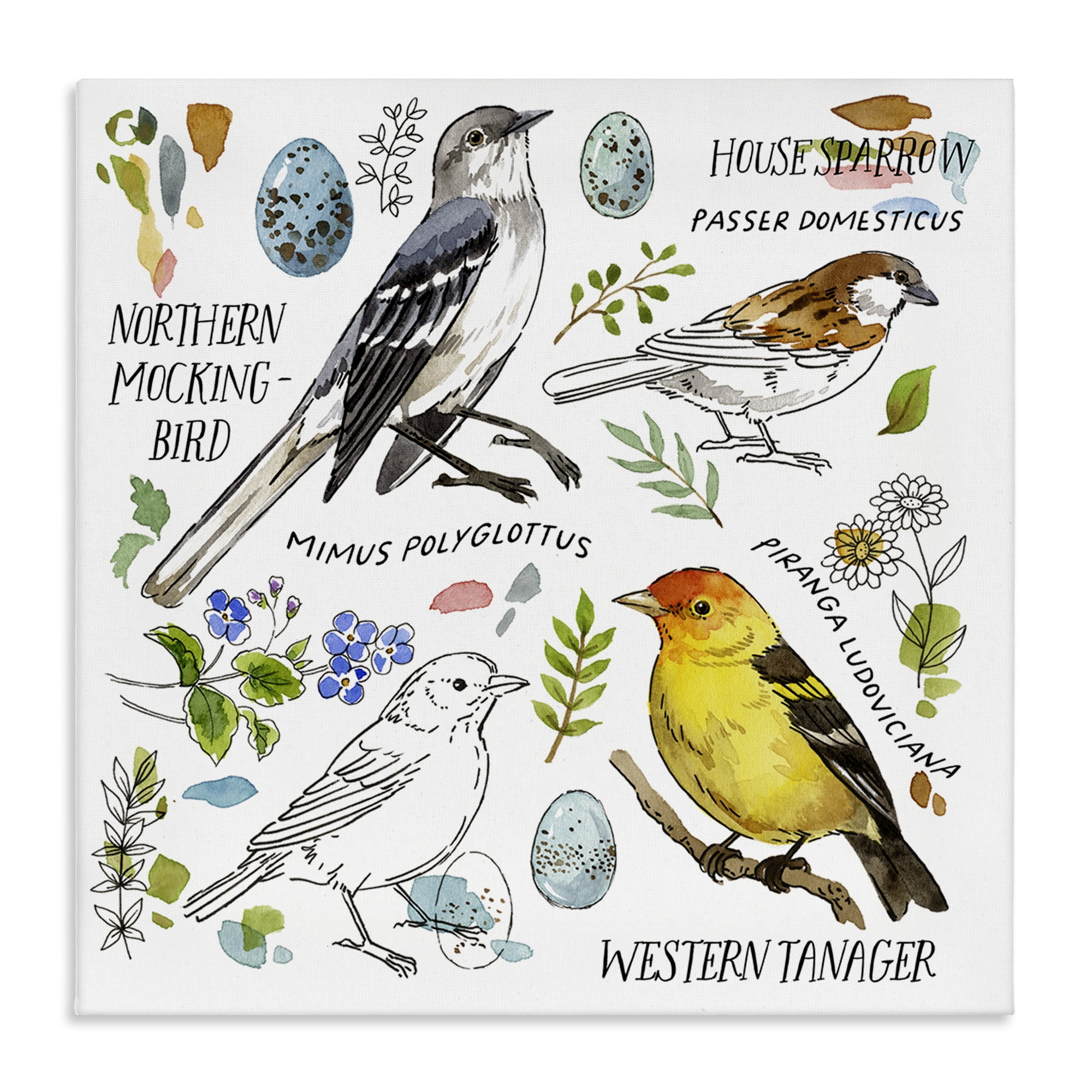 Stupell Industries Local Bird Diagram Animals Painting Wrapped Canvas Art Print Wall Art, 17 x 17