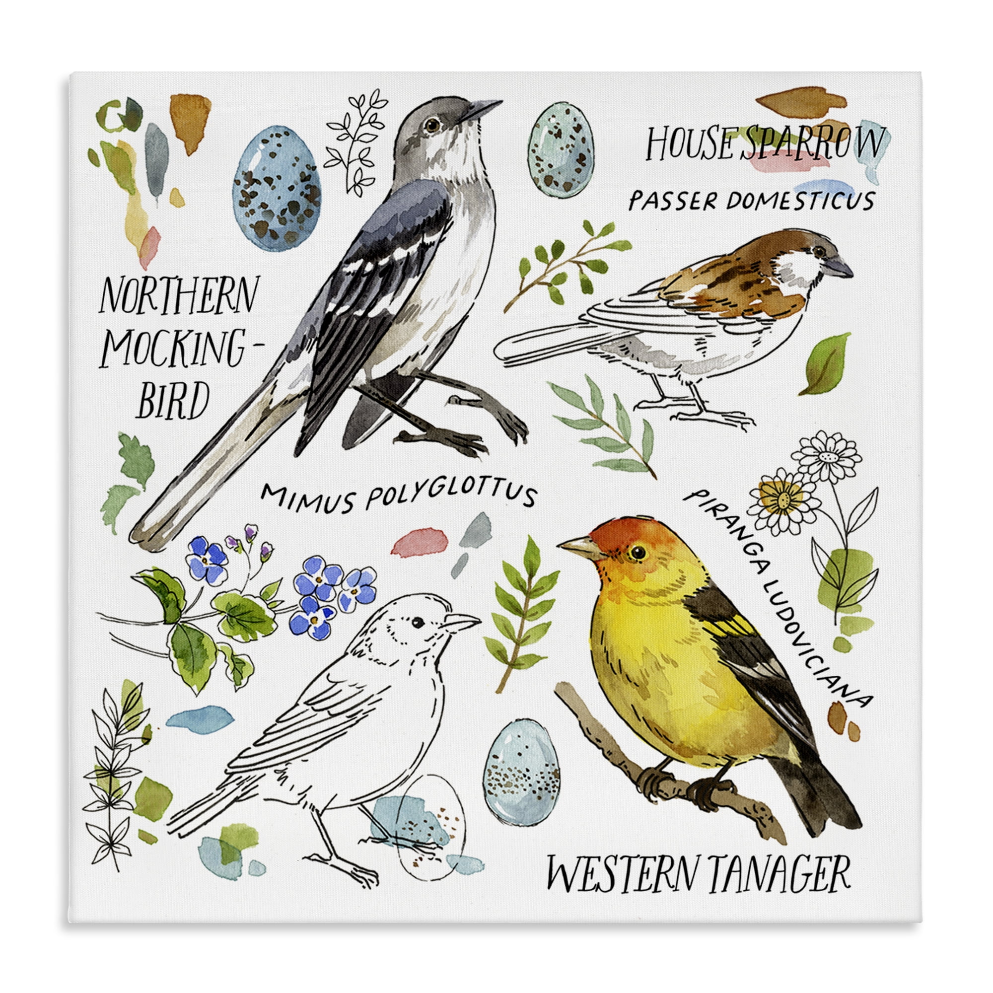 Stupell Industries Local Bird Diagram Animals Painting Wrapped Canvas Art Print Wall Art, 24 x 24