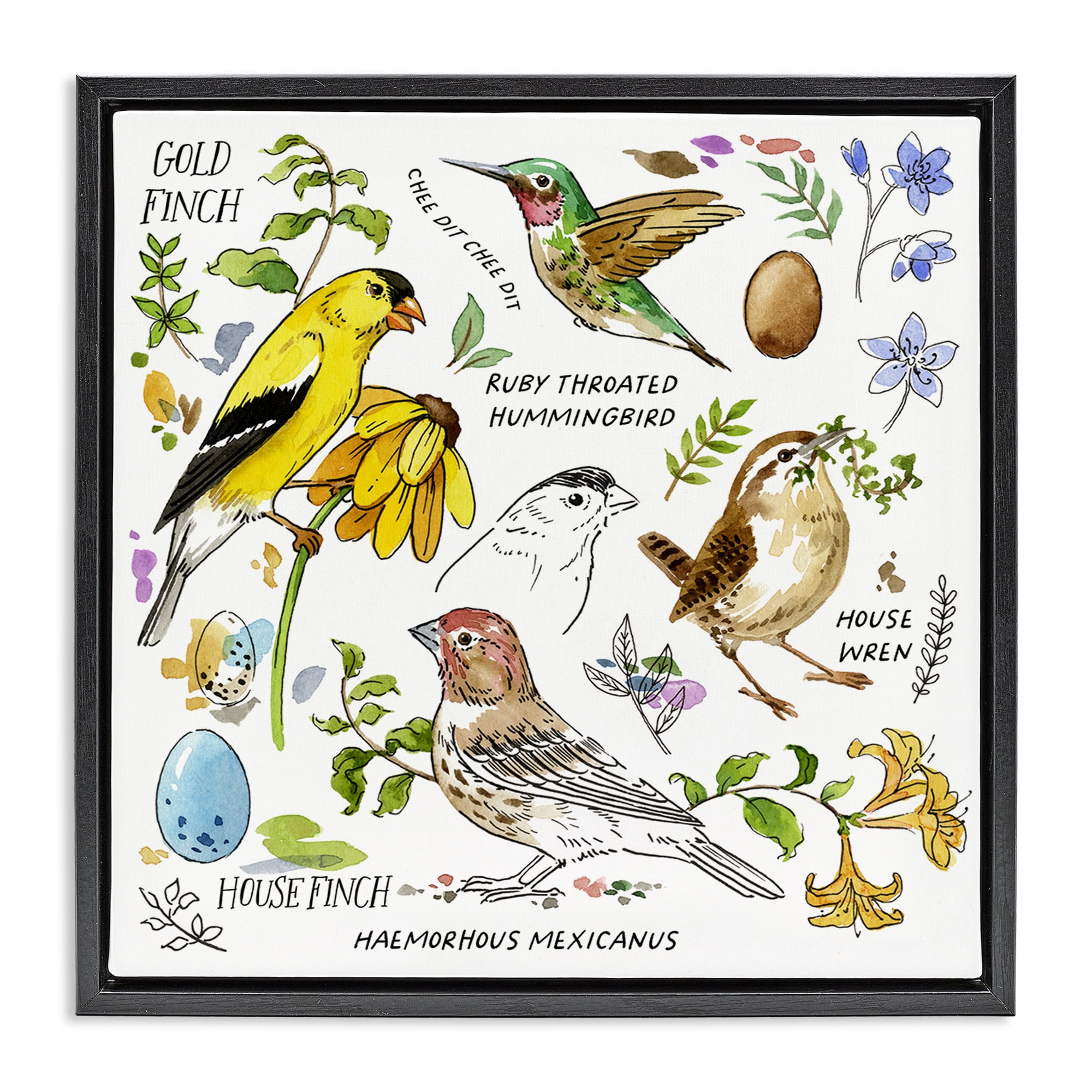 Stupell Industries Local Birds Chart Animals Painting Black Floater Framed Canvas Art Print Wall Art, 25 x 25