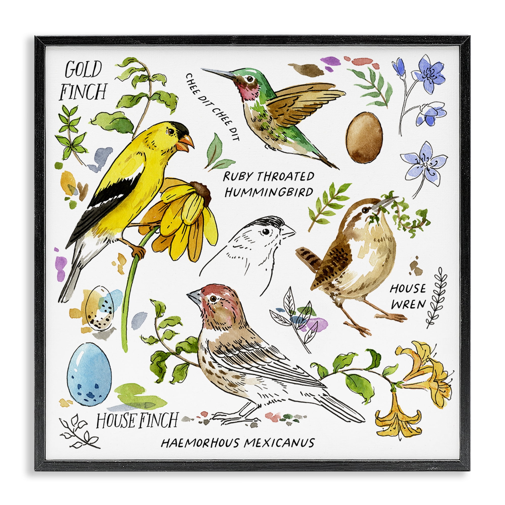 Stupell Industries Local Birds Chart Animals Painting Black Framed Art Print Wall Art, 17 x 17