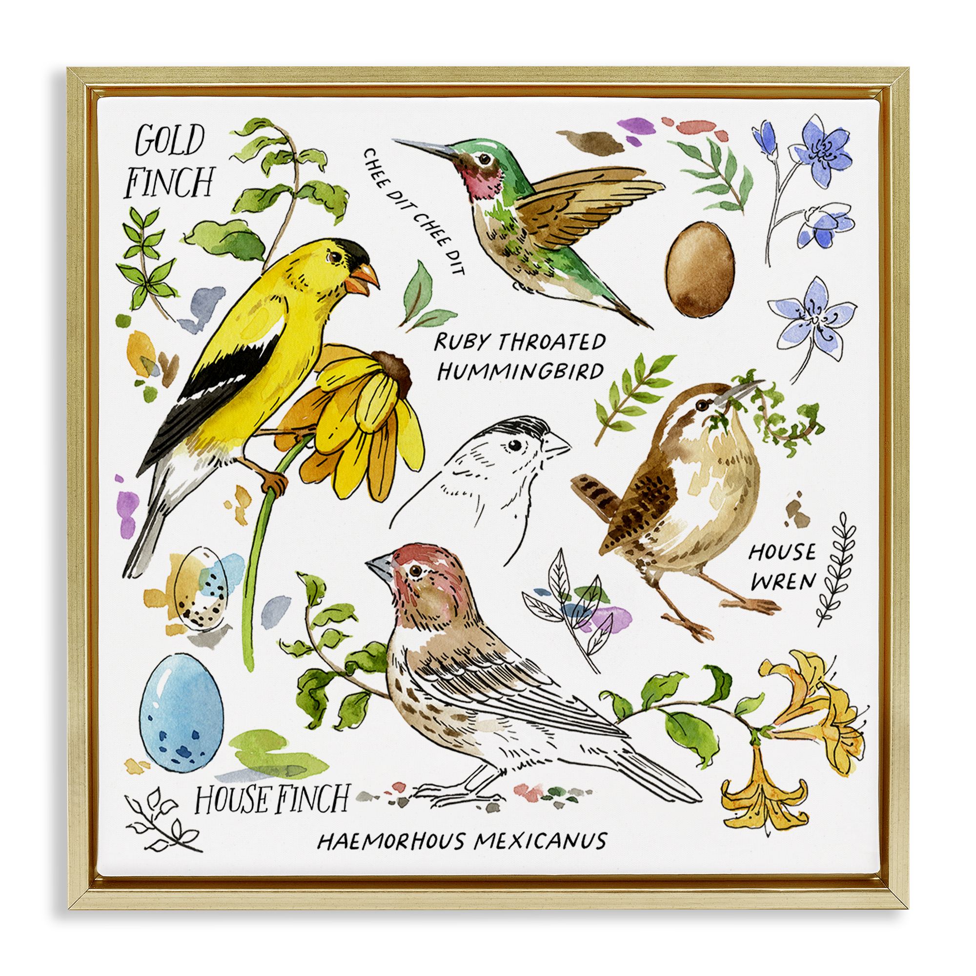 Stupell Industries Local Birds Chart Animals Painting Gold Floater Framed Canvas Art Print Wall Art, 18 x 18