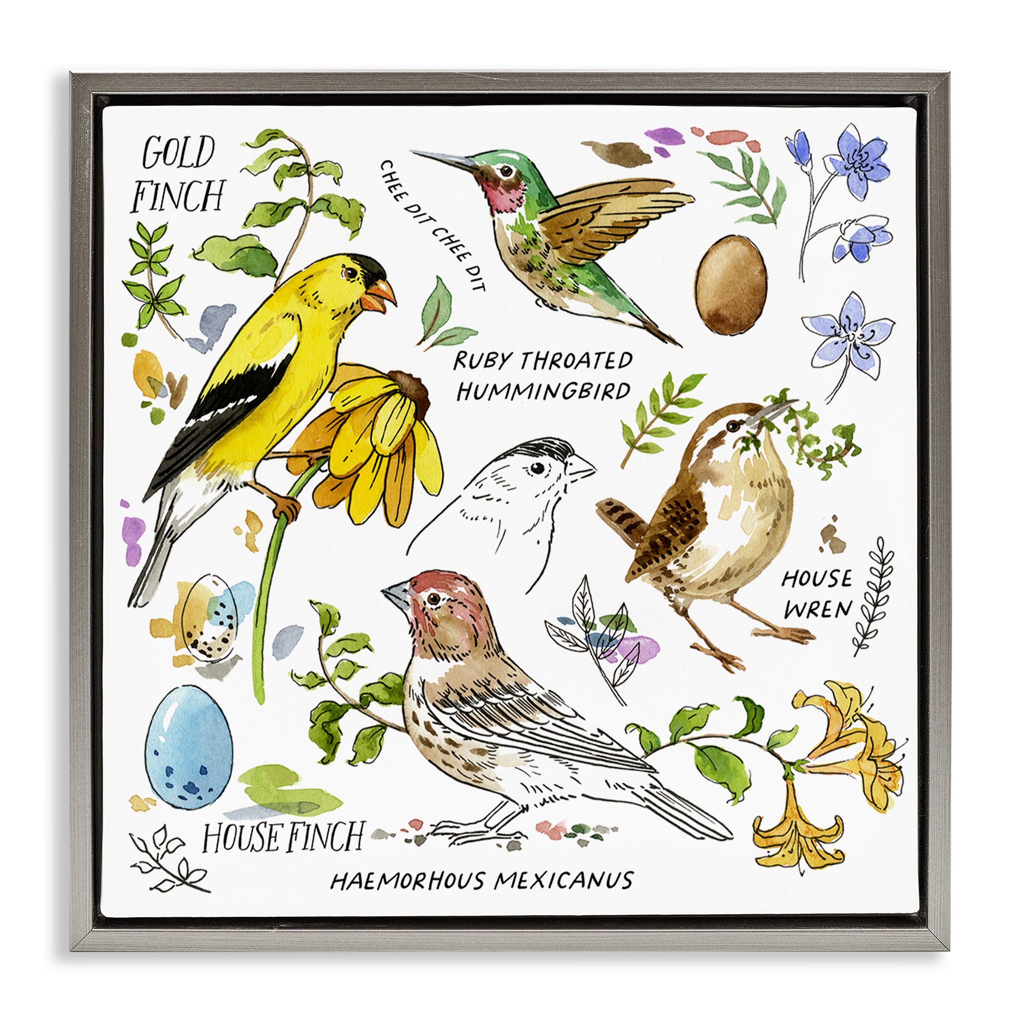 Stupell Industries Local Birds Chart Animals Painting Gray Floater Framed Canvas Art Print Wall Art, 18 x 18