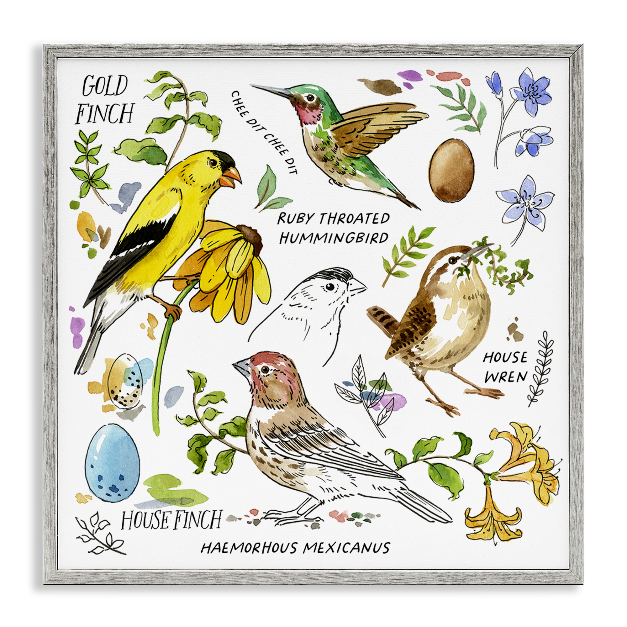 Stupell Industries Local Birds Chart Animals Painting Gray Framed Art Print Wall Art, 24 x 24
