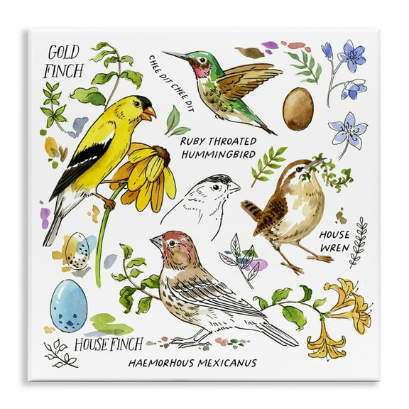 Stupell Industries Local Birds Chart Animals Painting Unframed Art Print Wall Art, 12 x 12