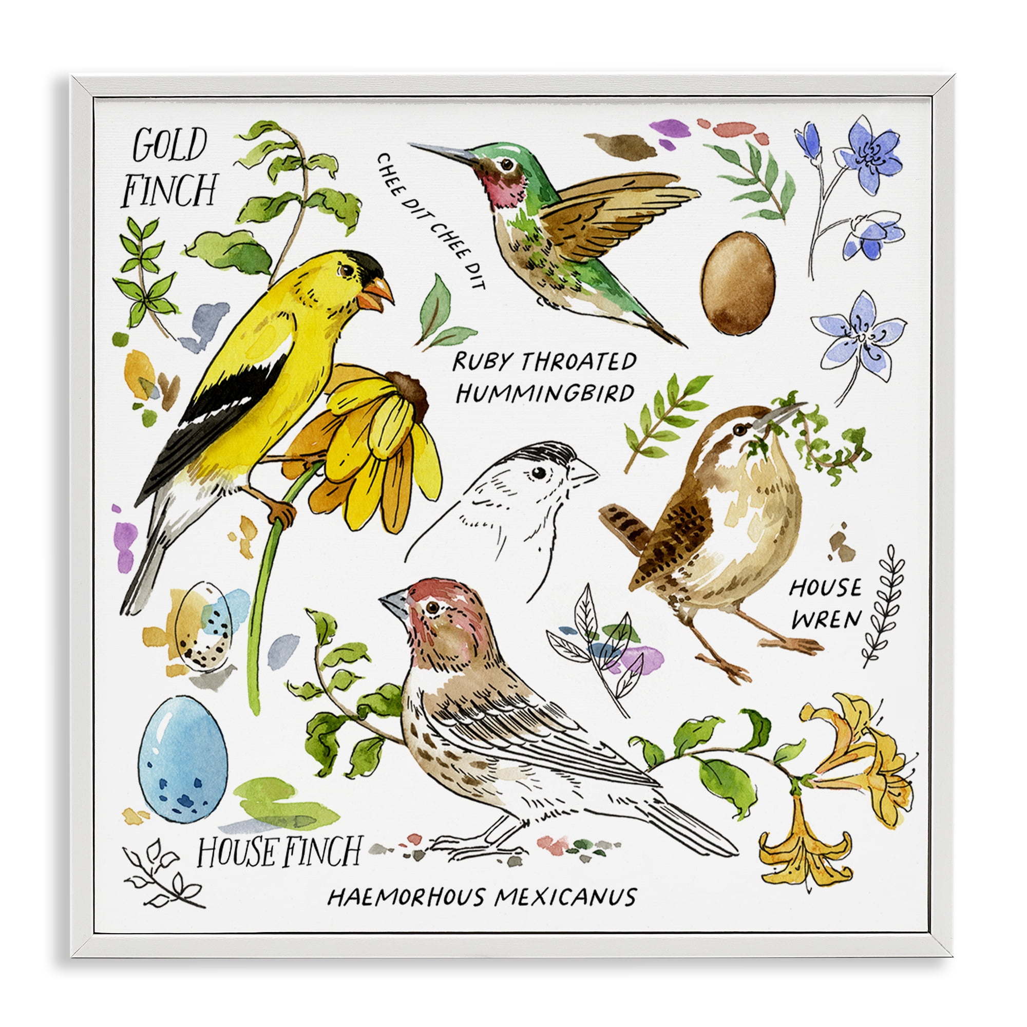 Stupell Industries Local Birds Chart Animals Painting White Framed Art Print Wall Art, 24 x 24
