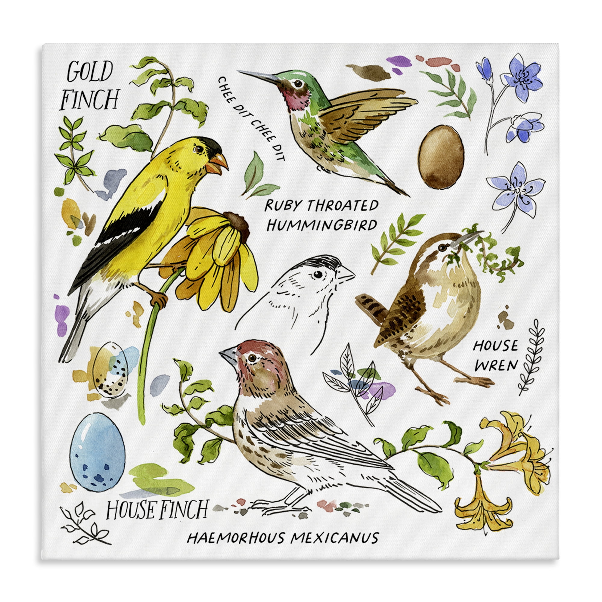 Stupell Industries Local Birds Chart Animals Painting Wrapped Canvas Art Print Wall Art, 17 x 17