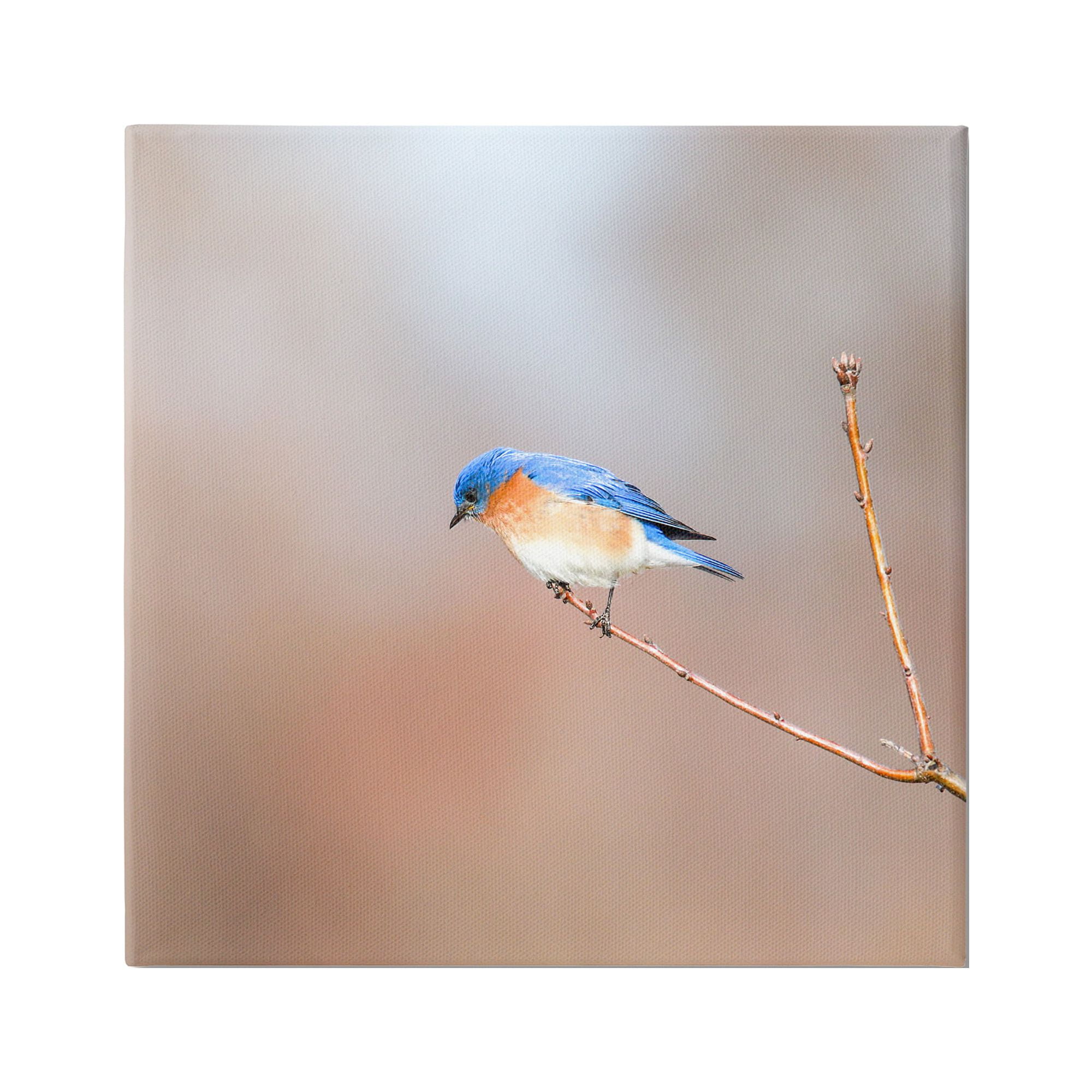 Stupell Industries Lone Blue Jay Bird Tree Simple Design Canvas Wall Art, 17 x 17, Design by Daniel Sproul