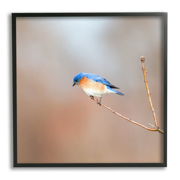 Stupell Industries Lone Blue Jay Bird Tree Simple Design Framed Wall Art, 12 x 12, Design by Daniel Sproul