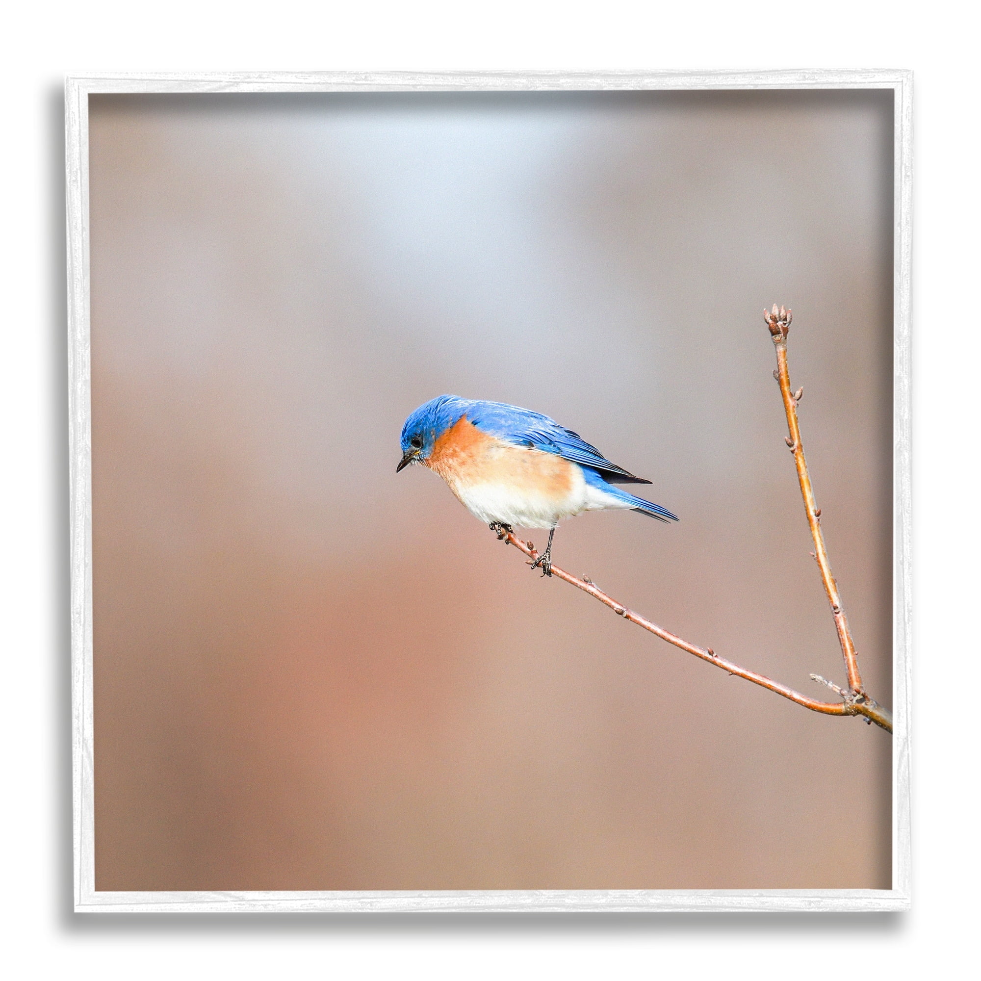 Stupell Industries Lone Blue Jay Bird Tree Simple Design Framed Wall Art, 17 x 17, Design by Daniel Sproul