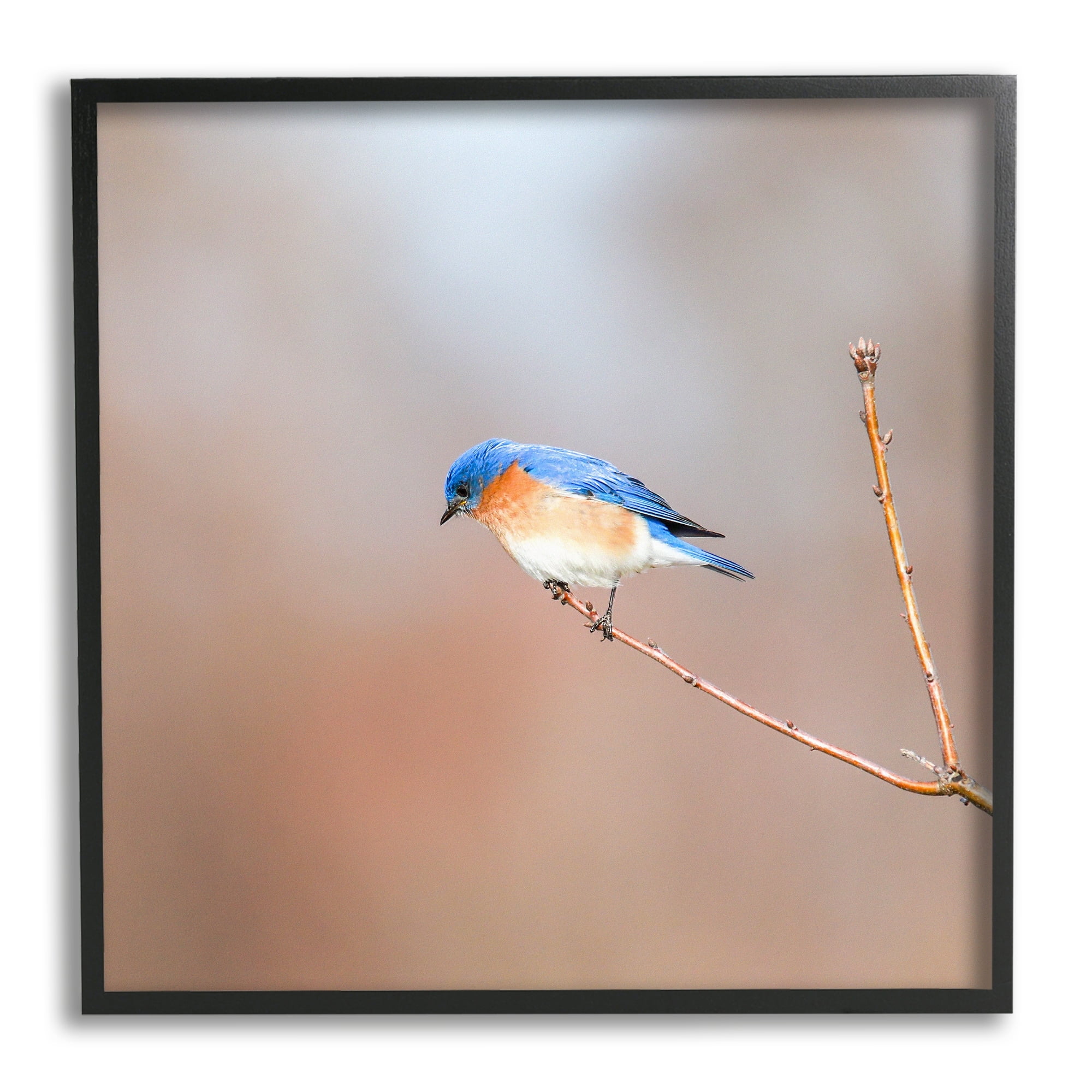 Stupell Industries Lone Blue Jay Bird Tree Simple Design Framed Wall Art, 24 x 24, Design by Daniel Sproul
