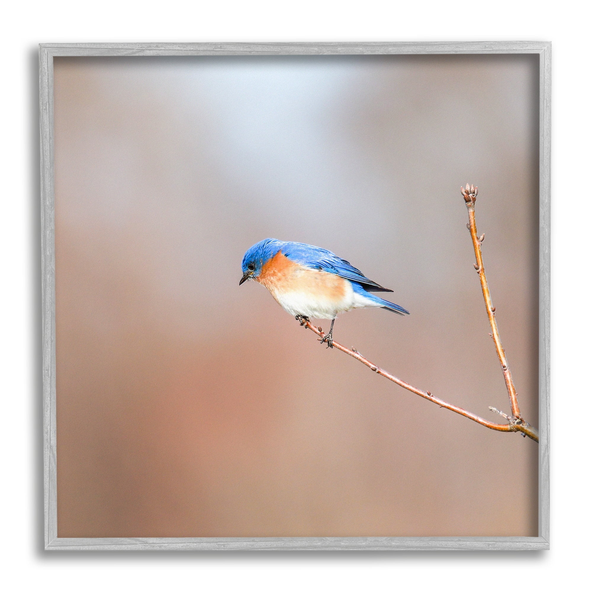 Stupell Industries Lone Blue Jay Bird Tree Simple Design Framed Wall Art, 24 x 24, Design by Daniel Sproul