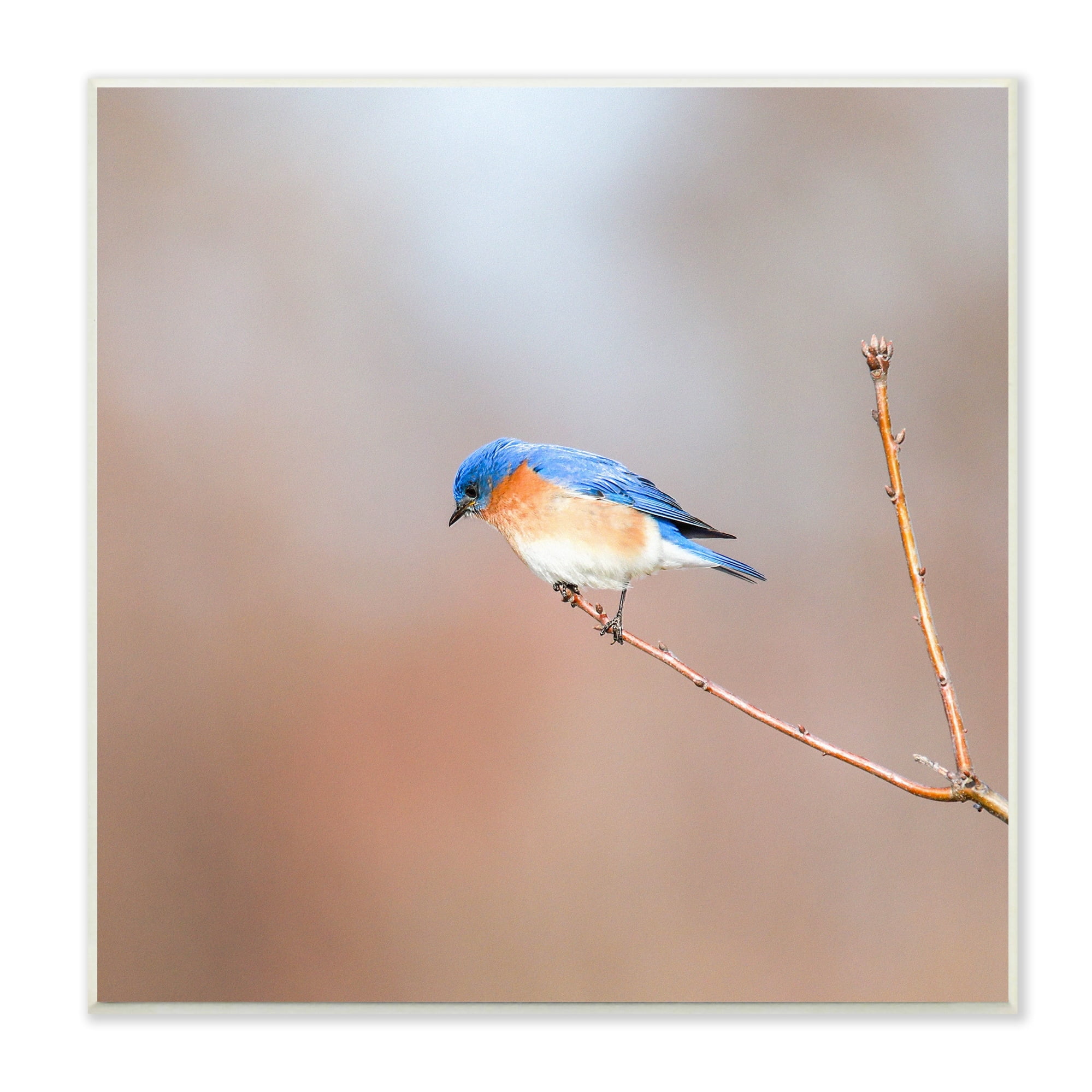 Stupell Industries Lone Blue Jay Bird Tree Simple Design Wood Wall Art, 12 x 12, Design by Daniel Sproul