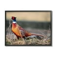 thumbnail image 1 of Stupell Industries Lone Pheasant Bird Grassy Forest Floor Wildlife Photograph Black Framed Art Print Wall Art, Design by James Dobson, 1 of 5