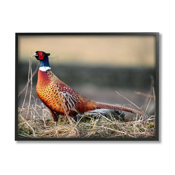 Stupell Industries Lone Pheasant Bird Grassy Forest Floor Wildlife Photograph Black Framed Art Print Wall Art, Design by James Dobson