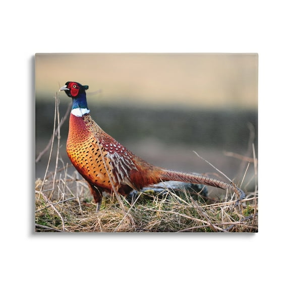 Stupell Industries Lone Pheasant Bird Grassy Forest Floor Wildlife Photograph Gallery Wrapped Canvas Print Wall Art, Design by James Dobson