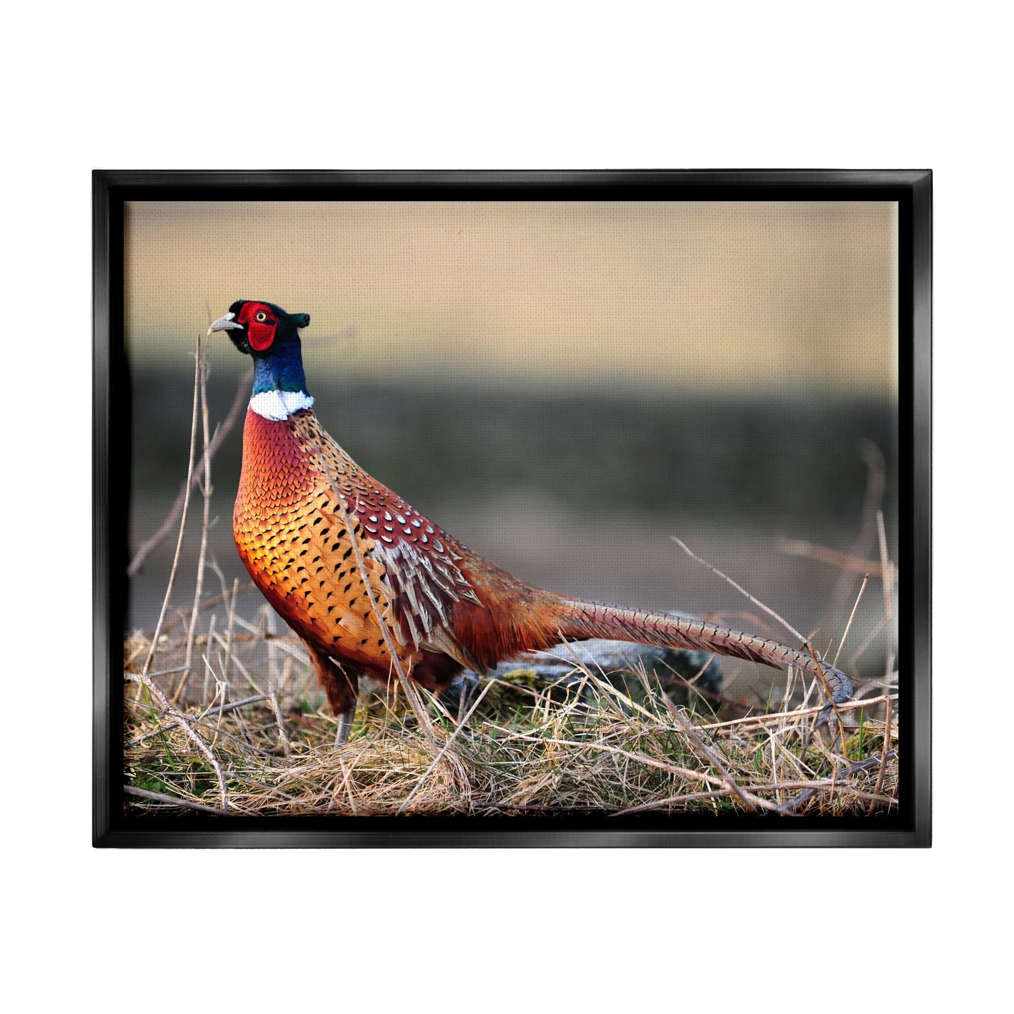 Stupell Industries Lone Pheasant Bird Grassy Forest Floor Wildlife Photograph Jet Black Floating Framed Canvas Print Wall Art, Design by James Dobson