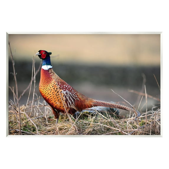 Stupell Industries Lone Pheasant Bird Grassy Forest Floor Wildlife Photograph Unframed Art Print Wall Art, Design by James Dobson