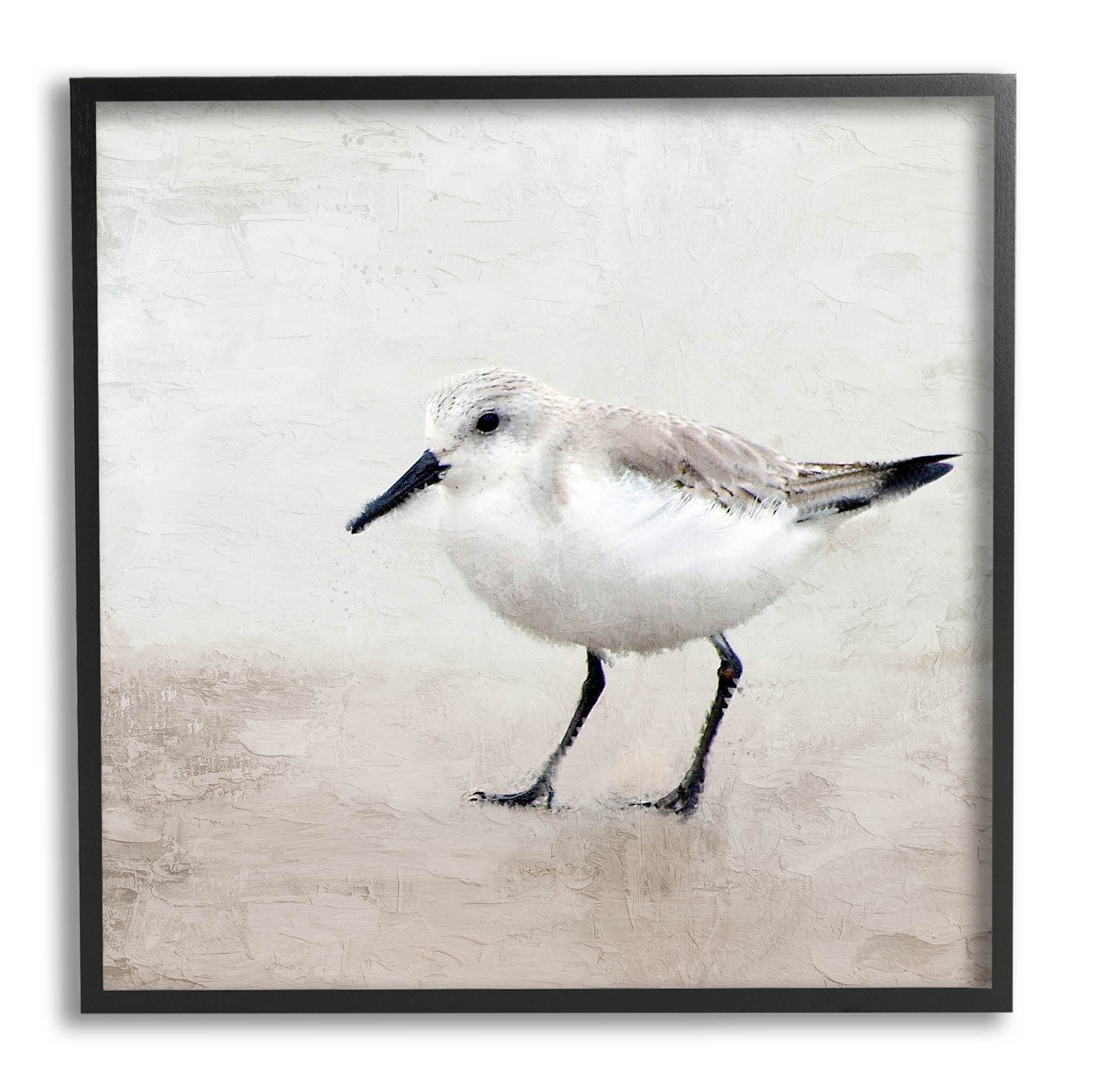 12" x 12" Black Framed Sandpiper Bird Canvas Print