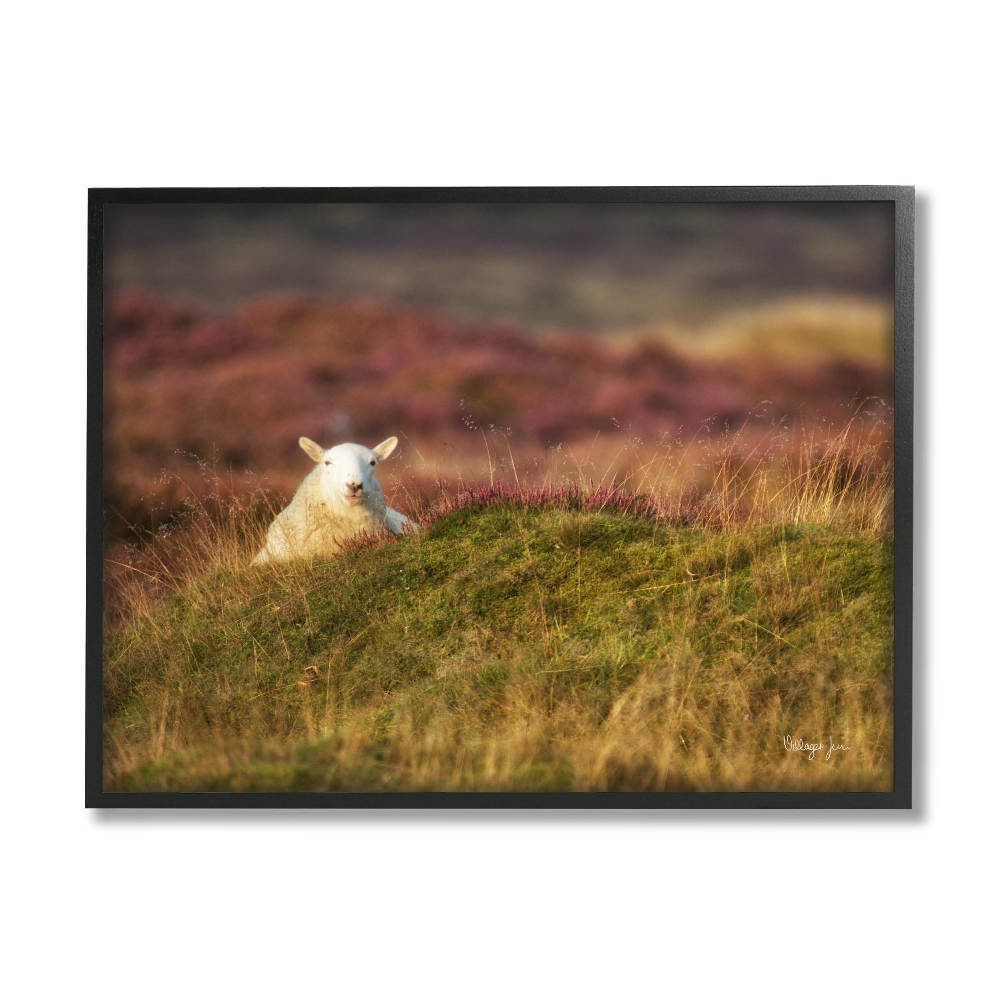 Stupell Industries Lone Sheep in Meadow Rural Countryside Farmland Photograph Black Framed Art Print Wall Art, Design by James Dobson