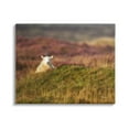 thumbnail image 1 of Stupell Industries Lone Sheep in Meadow Rural Countryside Farmland Photograph Gallery Wrapped Canvas Print Wall Art, Design by James Dobson, 1 of 5