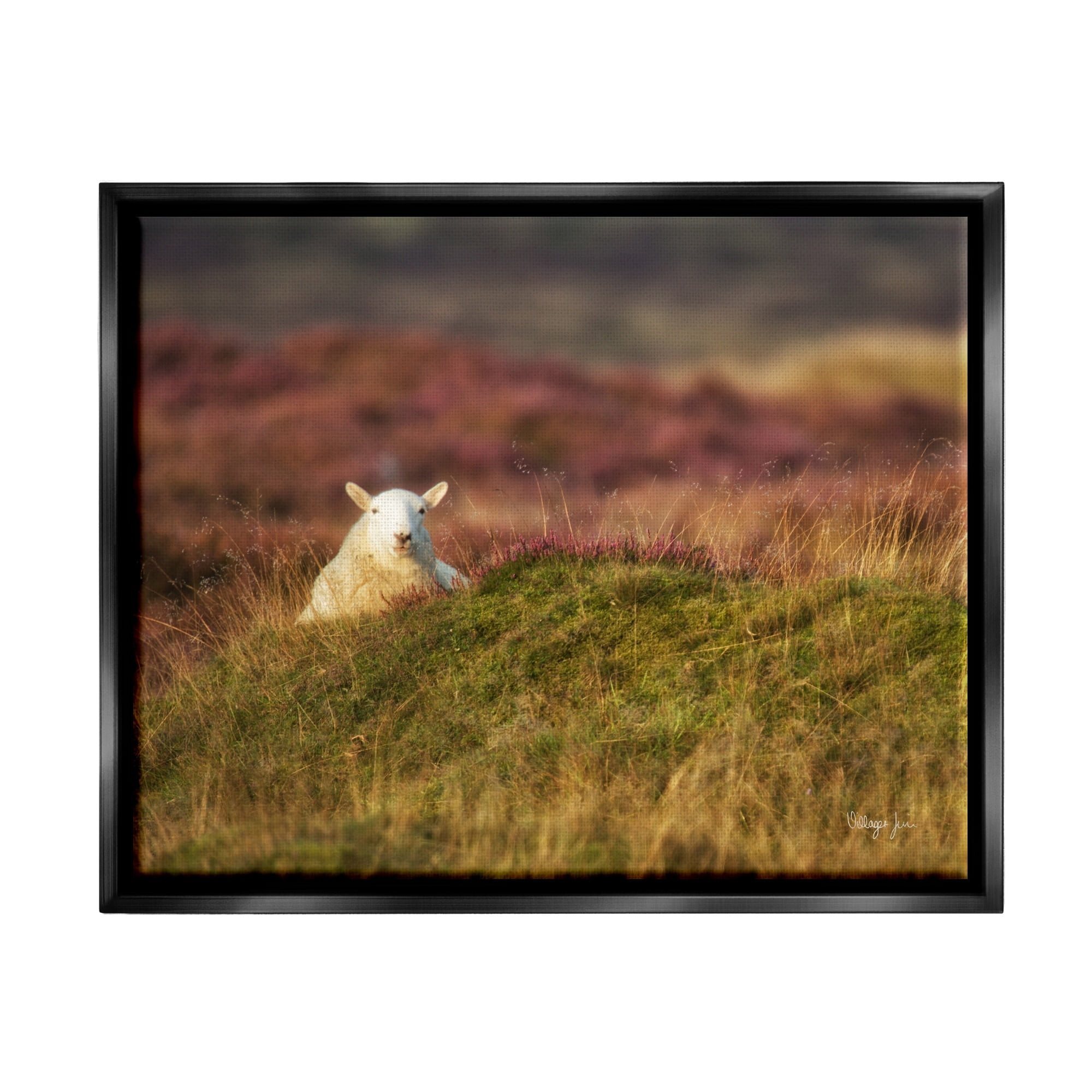 Stupell Industries Lone Sheep in Meadow Rural Countryside Farmland Photograph Jet Black Floating Framed Canvas Print Wall Art, Design by James Dobson