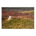 thumbnail image 1 of Stupell Industries Lone Sheep in Meadow Rural Countryside Farmland Photograph Unframed Art Print Wall Art, Design by James Dobson, 1 of 5
