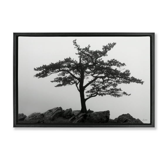 Stupell Industries Lone Tree on Rocks Landscape & Nature Photography Black Floater Framed Canvas Art Print Wall Art, 31 x 21