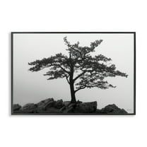 Stupell Industries Lone Tree on Rocks Landscape & Nature Photography Black Framed Art Print Wall Art, 18 x 12