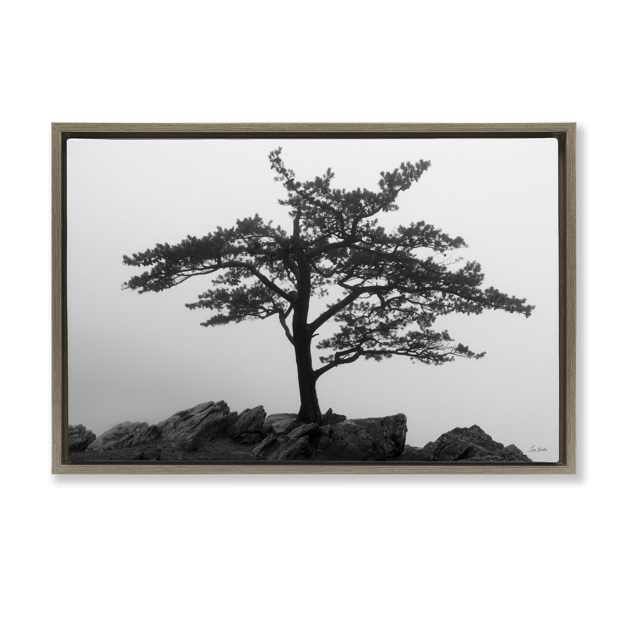 Stupell Industries Lone Tree on Rocks Landscape & Nature Photography Brown Floater Framed Canvas Art Print Wall Art, 31 x 21