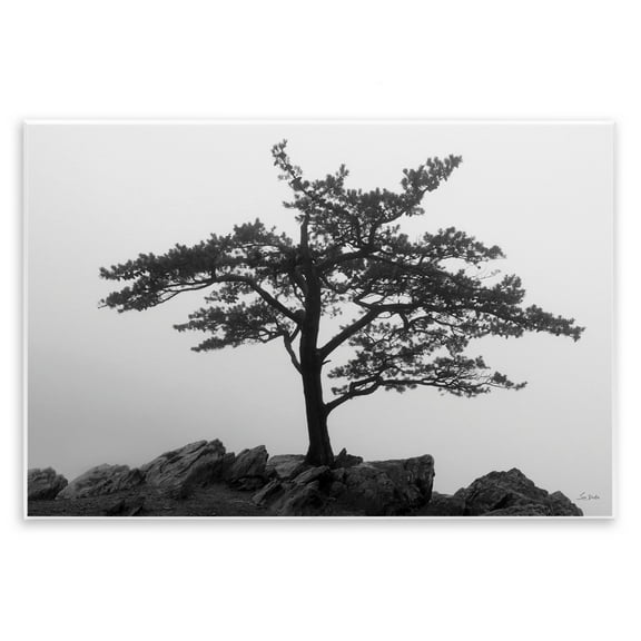 Stupell Industries Lone Tree on Rocks Landscape & Nature Photography Unframed Art Print Wall Art, 15 x 10