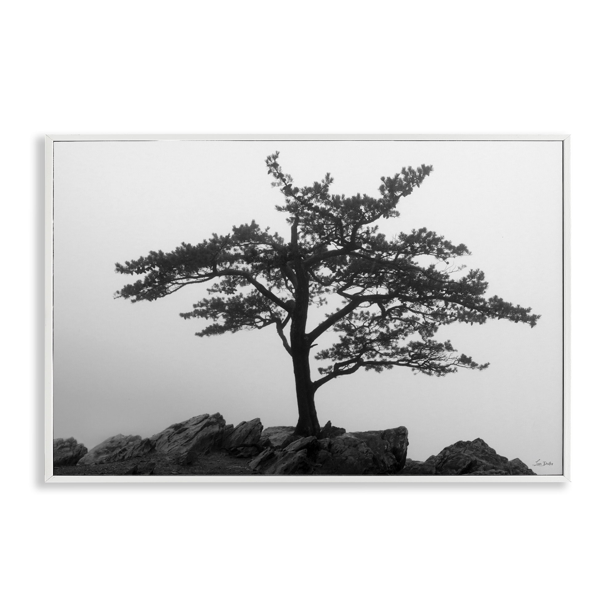 Stupell Industries Lone Tree on Rocks Landscape & Nature Photography White Framed Art Print Wall Art, 30 x 20