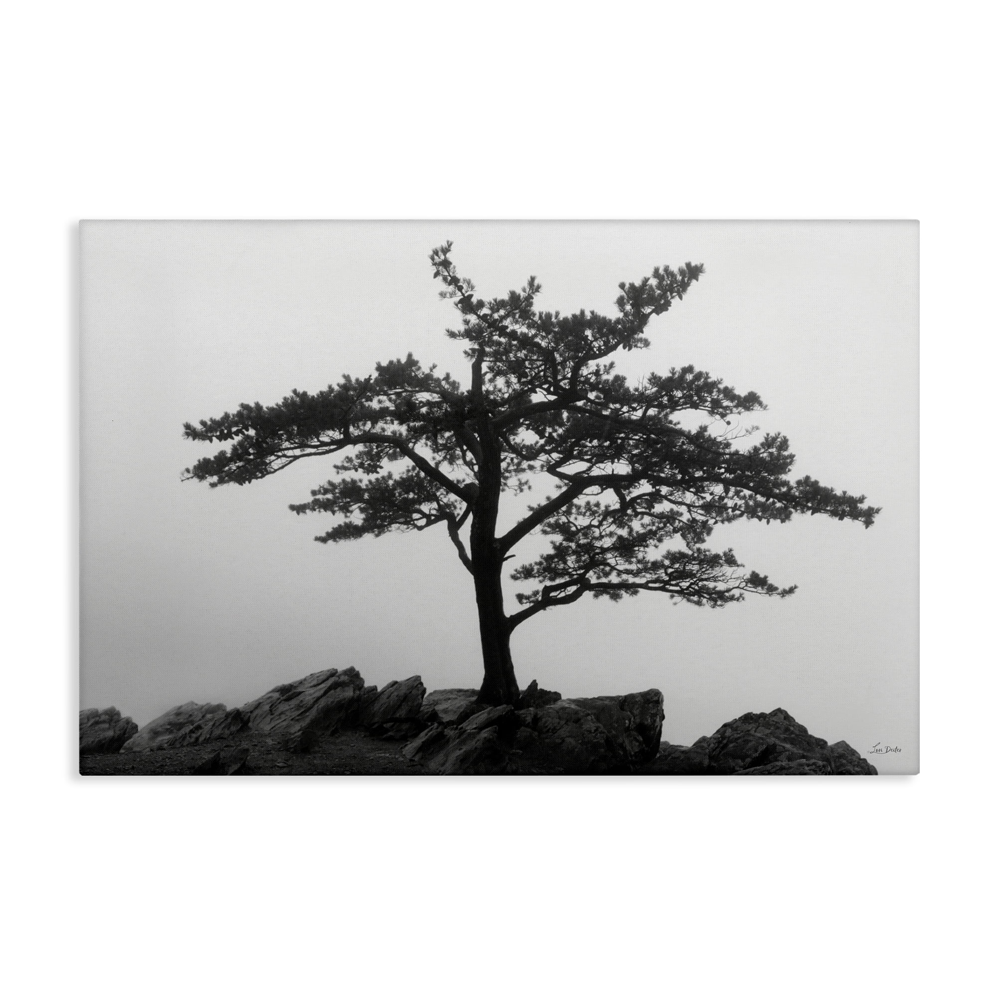 Stupell Industries Lone Tree on Rocks Landscape & Nature Photography Wrapped Canvas Art Print Wall Art, 24 x 16