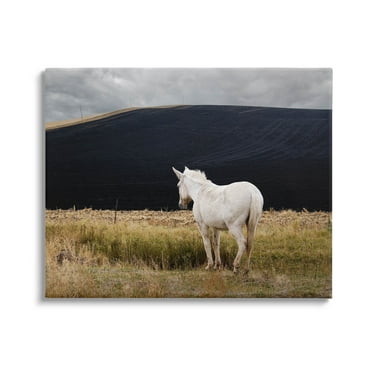 Stupell Industries Lone White Horse Vast Country Pasture Photograph Gallery Wrapped Canvas Print Wall Art, Design by David Lorenz