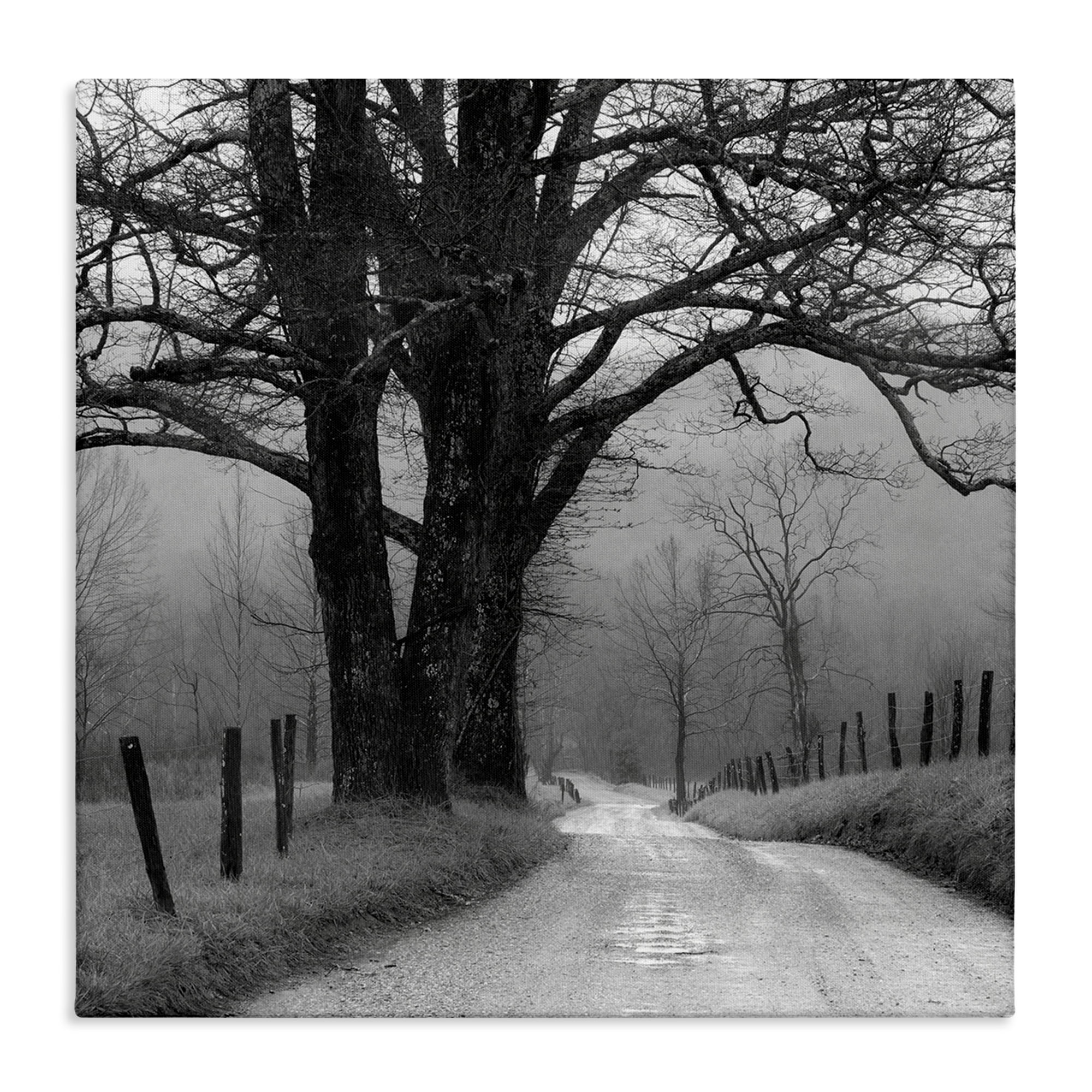 Stupell Industries Lonely Path Toward Trees Landscape & Nature Photography Wrapped Canvas Art Print Wall Art, 36 x 36