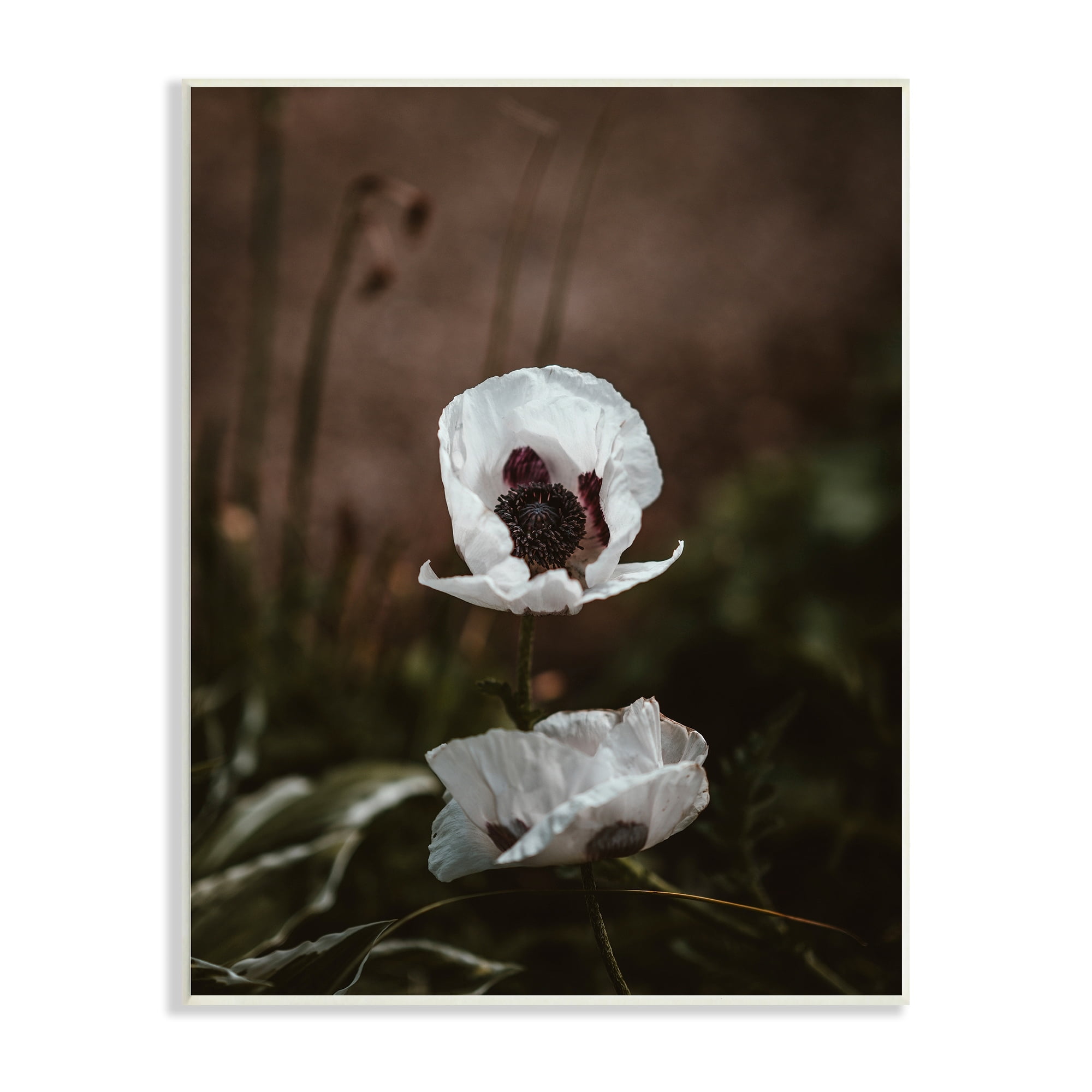 Stupell Industries Lonely White Flower Blossom Forest Photography , 10 x 15, Design by Incado