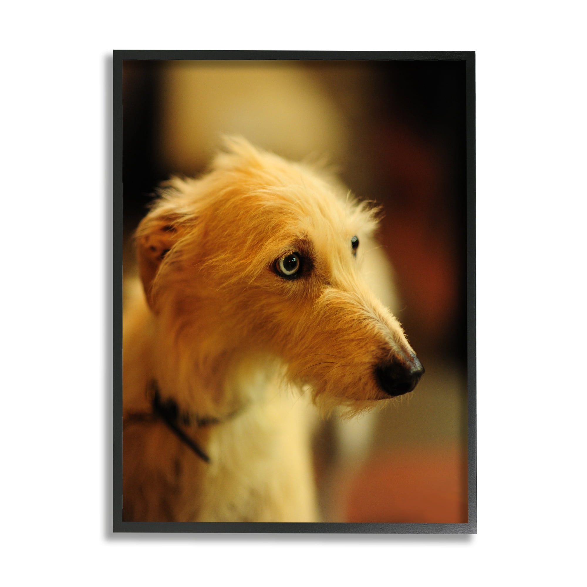 Stupell Industries Long Hair Terrier Dog Portrait Warm Lighting Photography Photograph Black Framed Art Print Wall Art, Design by James Dobson