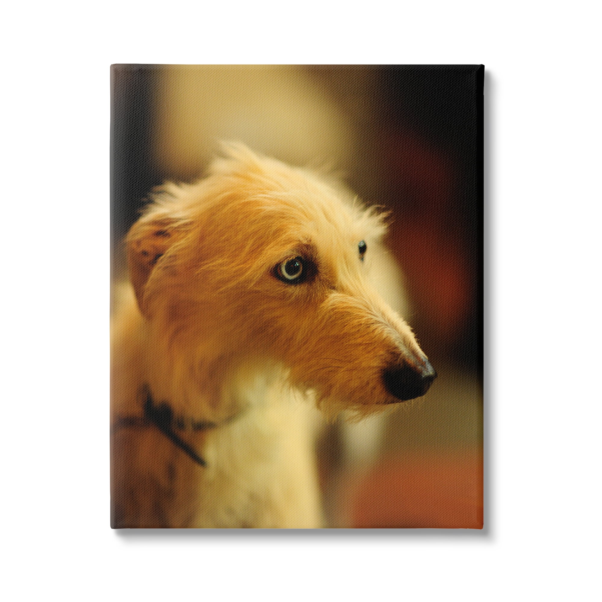Stupell Industries Long Hair Terrier Dog Portrait Warm Lighting Photography Photograph Gallery Wrapped Canvas Print Wall Art, Design by James Dobson