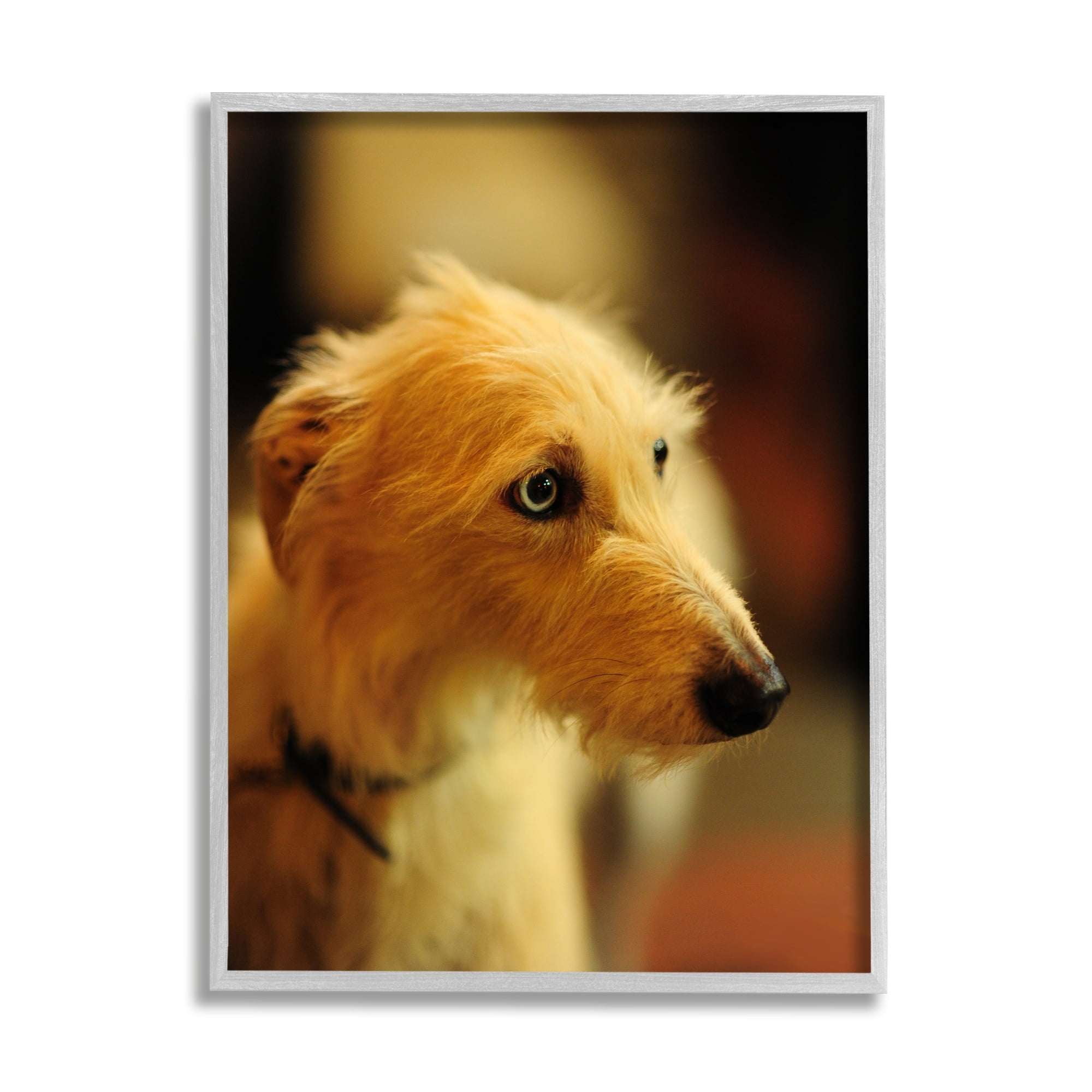 Stupell Industries Long Hair Terrier Dog Portrait Warm Lighting Photography Photograph Gray Framed Art Print Wall Art, Design by James Dobson