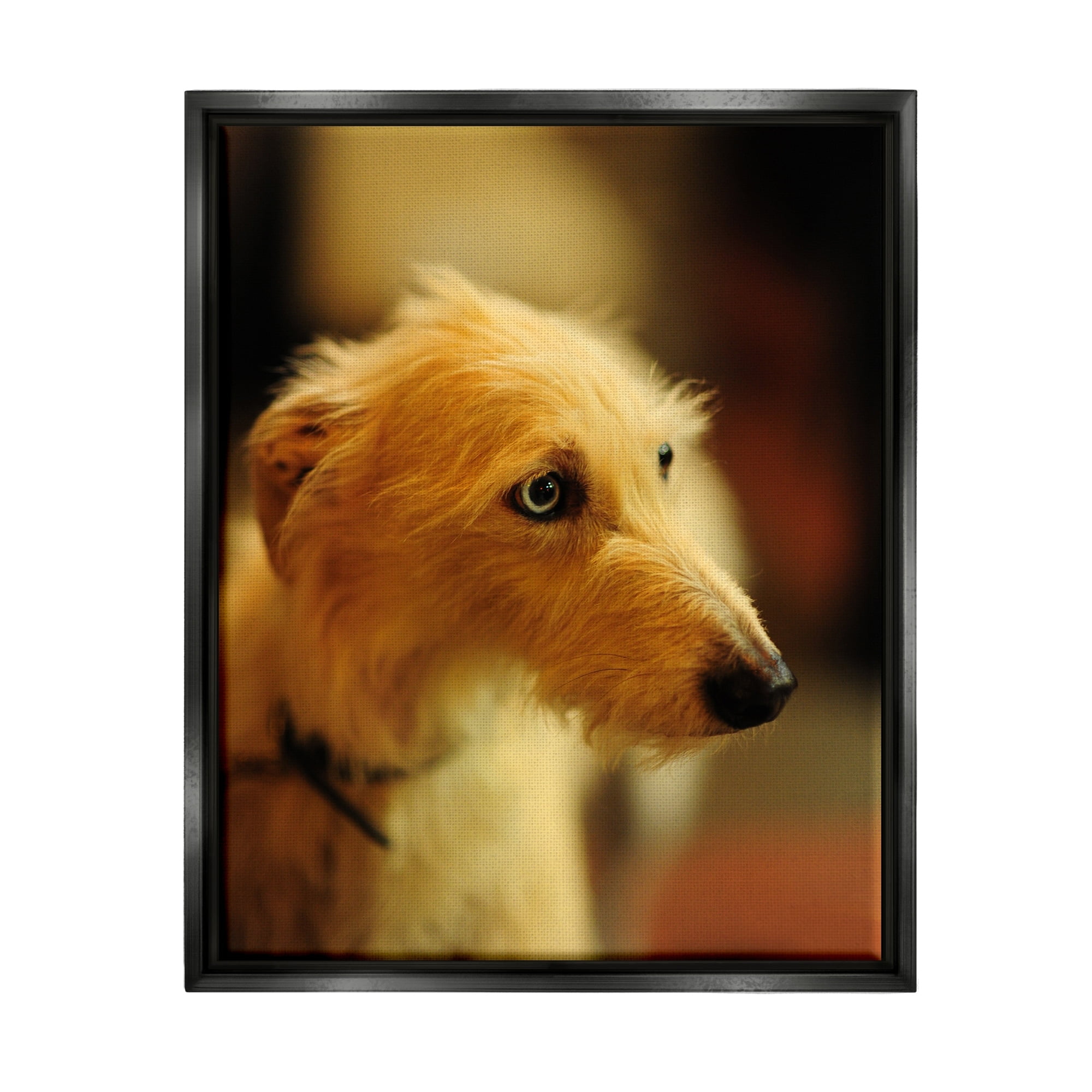 Stupell Industries Long Hair Terrier Dog Portrait Warm Lighting Photography Photograph Jet Black Floating Framed Canvas Print Wall Art, Design by James Dobson