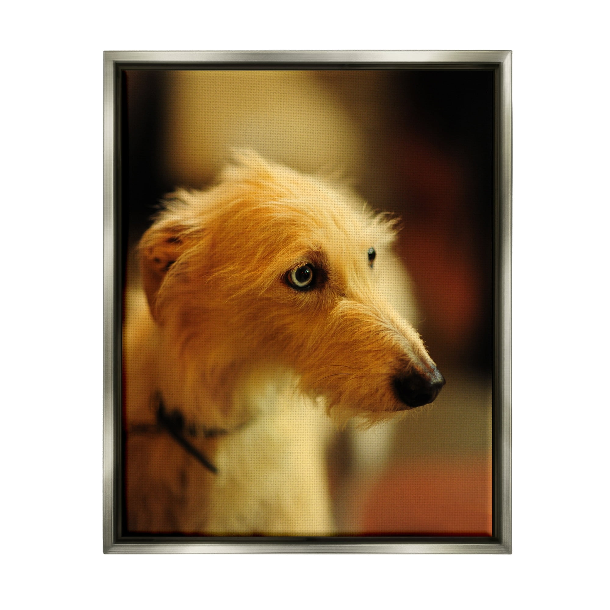 Stupell Industries Long Hair Terrier Dog Portrait Warm Lighting Photography Photograph Luster Gray Floating Framed Canvas Print Wall Art, Design by James Dobson