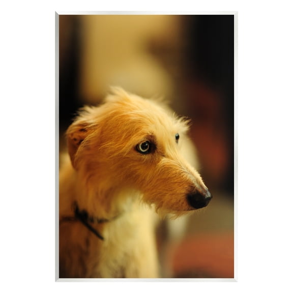 Stupell Industries Long Hair Terrier Dog Portrait Warm Lighting Photography Photograph Unframed Art Print Wall Art, Design by James Dobson