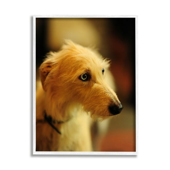 Stupell Industries Long Hair Terrier Dog Portrait Warm Lighting Photography Photograph White Framed Art Print Wall Art, Design by James Dobson