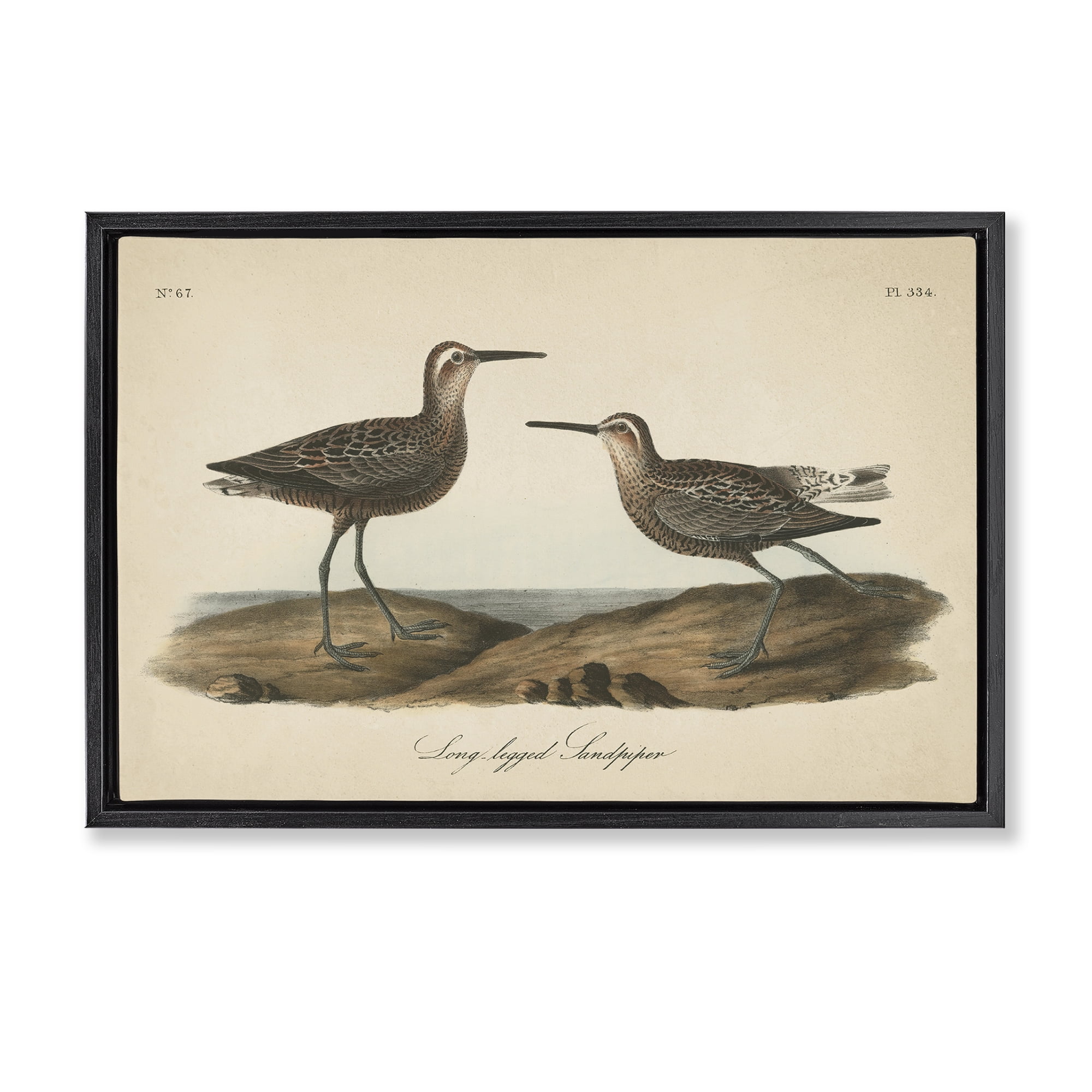 Stupell Industries Long Legged Sandpiper Animals & Insects Painting Black Floater Framed Canvas Art Print Wall Art, 31 x 21