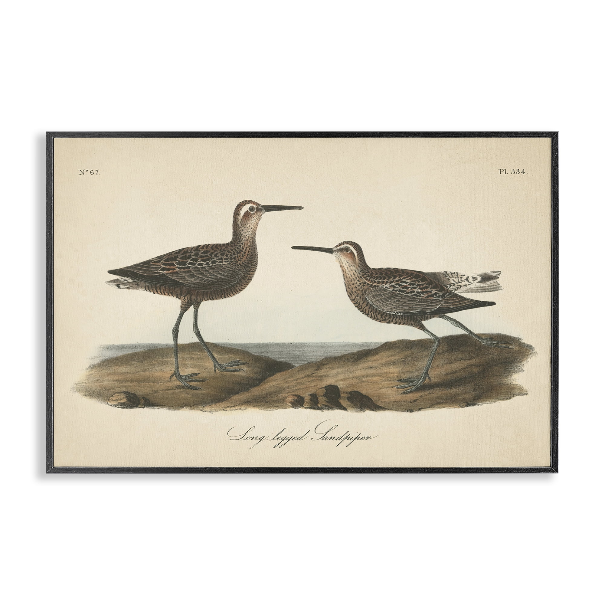 Stupell Industries Long Legged Sandpiper Animals & Insects Painting Black Framed Art Print Wall Art, 24 x 16