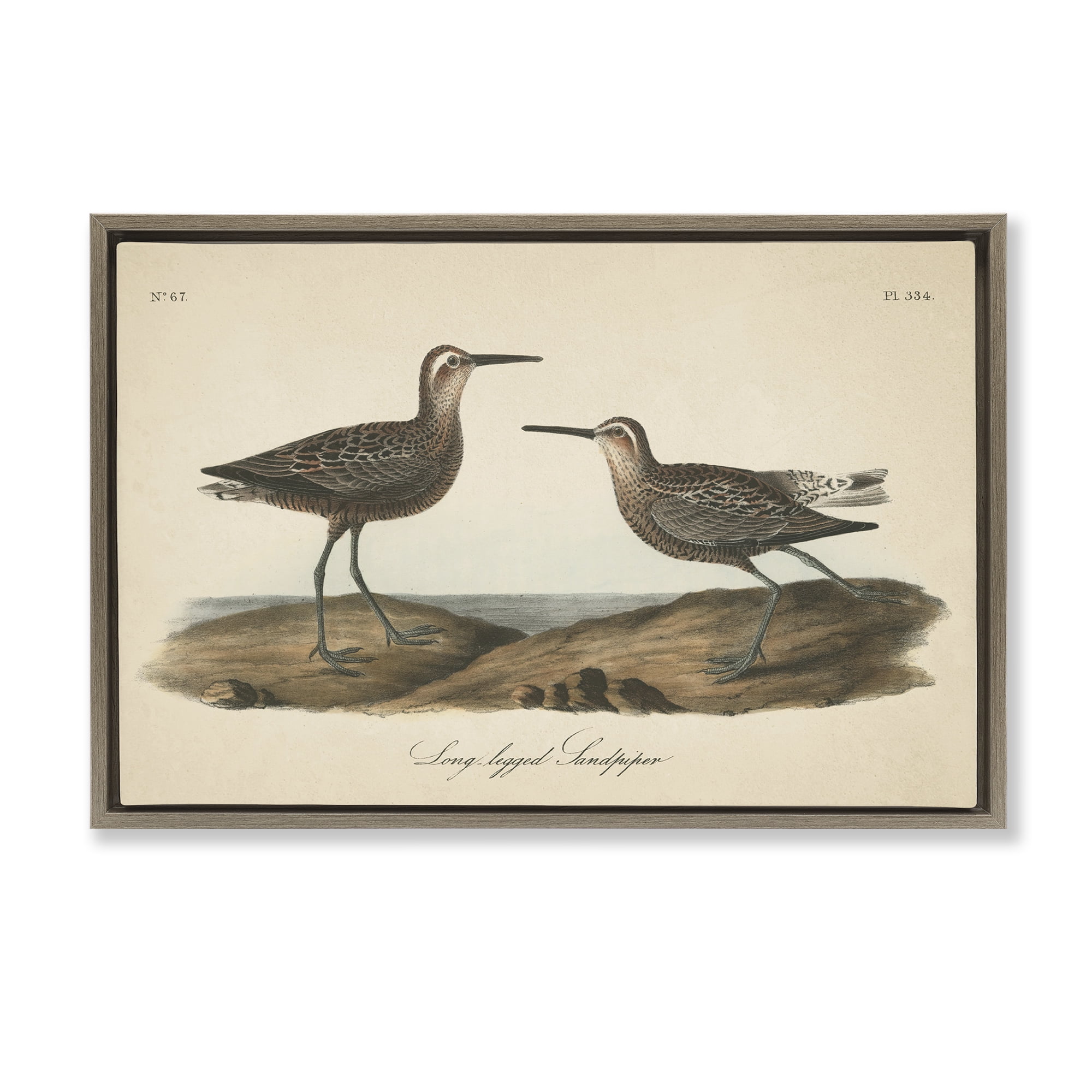 Stupell Industries Long Legged Sandpiper Animals & Insects Painting Brown Floater Framed Canvas Art Print Wall Art, 31 x 21