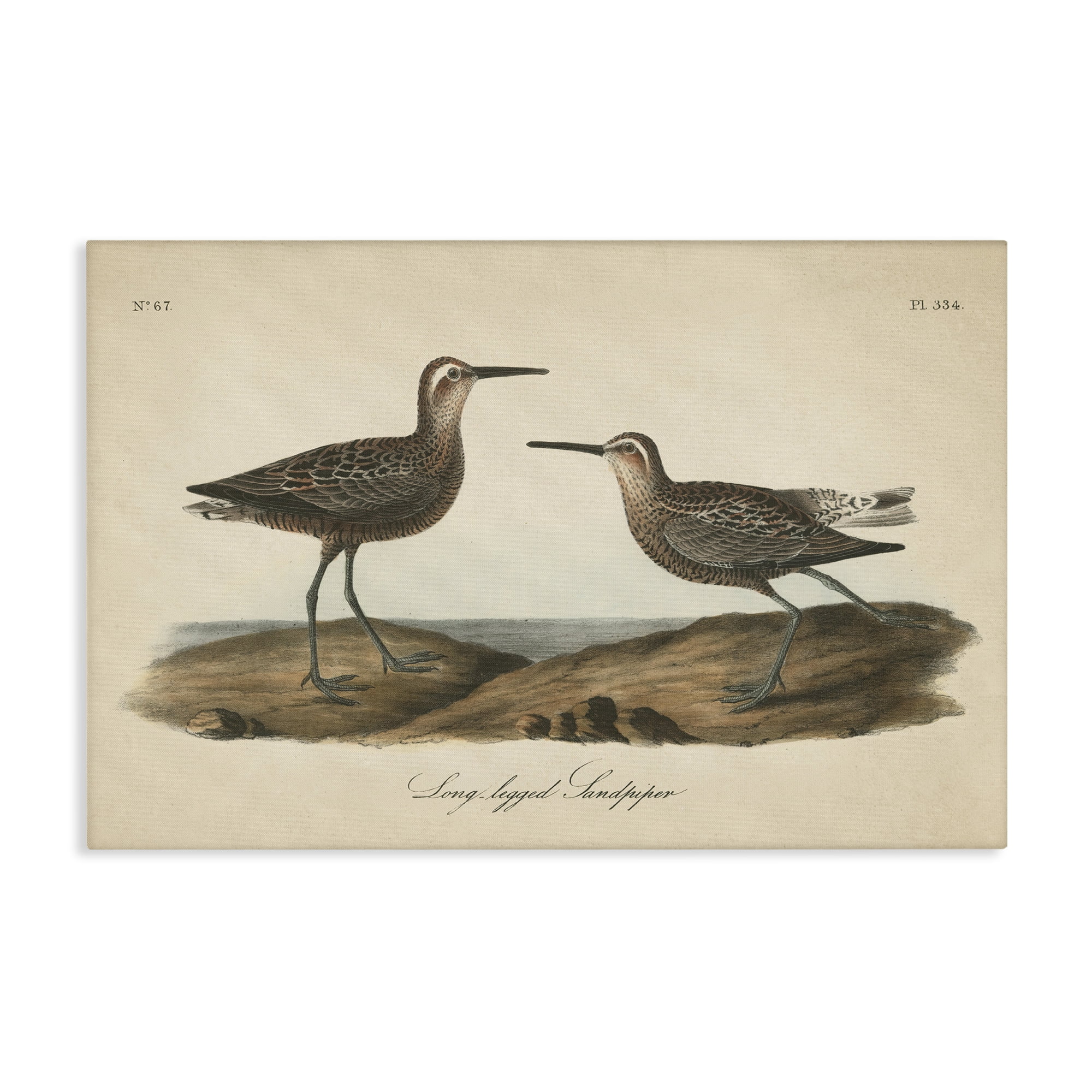 Stupell Industries Long Legged Sandpiper Animals & Insects Painting Gallery Wrapped Canvas Art Print Wall Art, 36 x 24