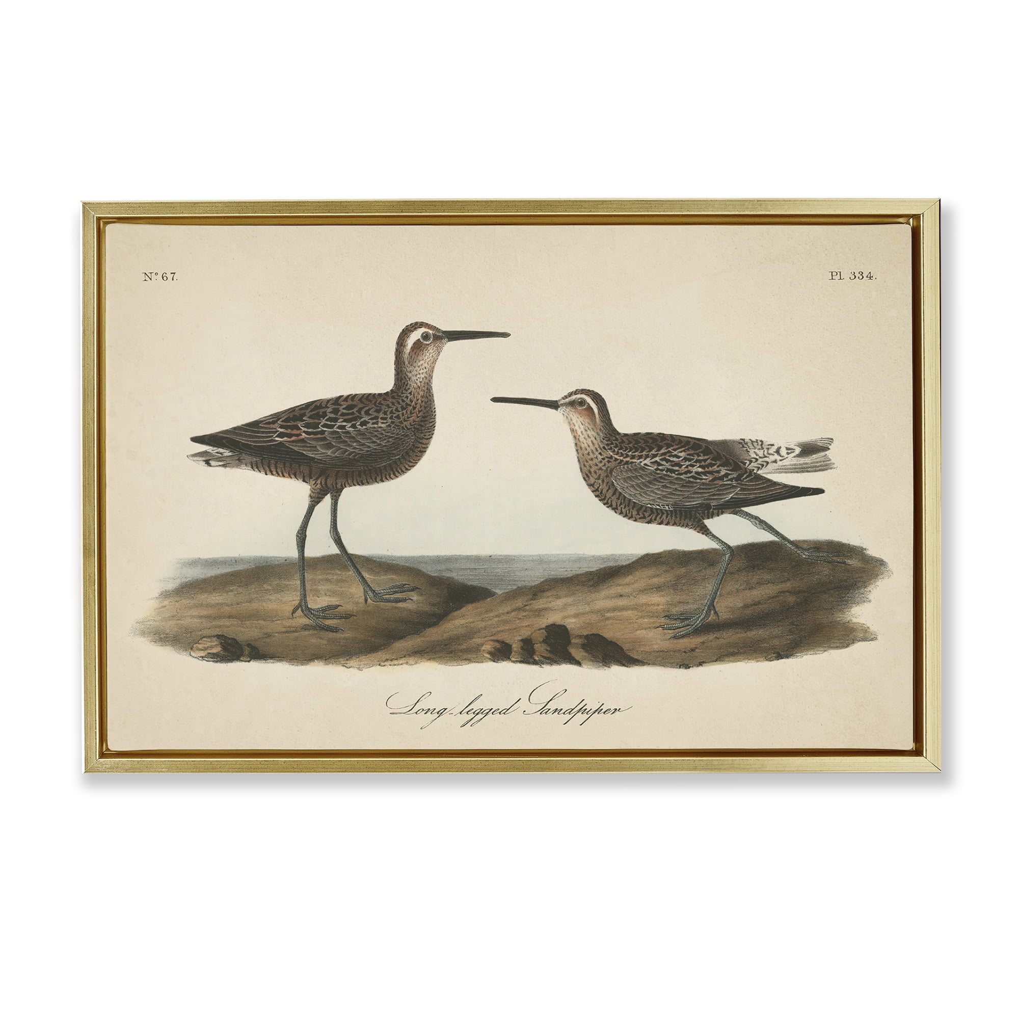 Stupell Industries Long Legged Sandpiper Animals & Insects Painting Gold Floater Framed Canvas Art Print Wall Art, 31 x 21
