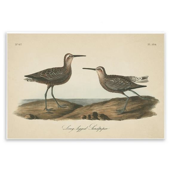 Stupell Industries Long Legged Sandpiper Animals & Insects Painting Unframed Art Print Wall Art, 15 x 10