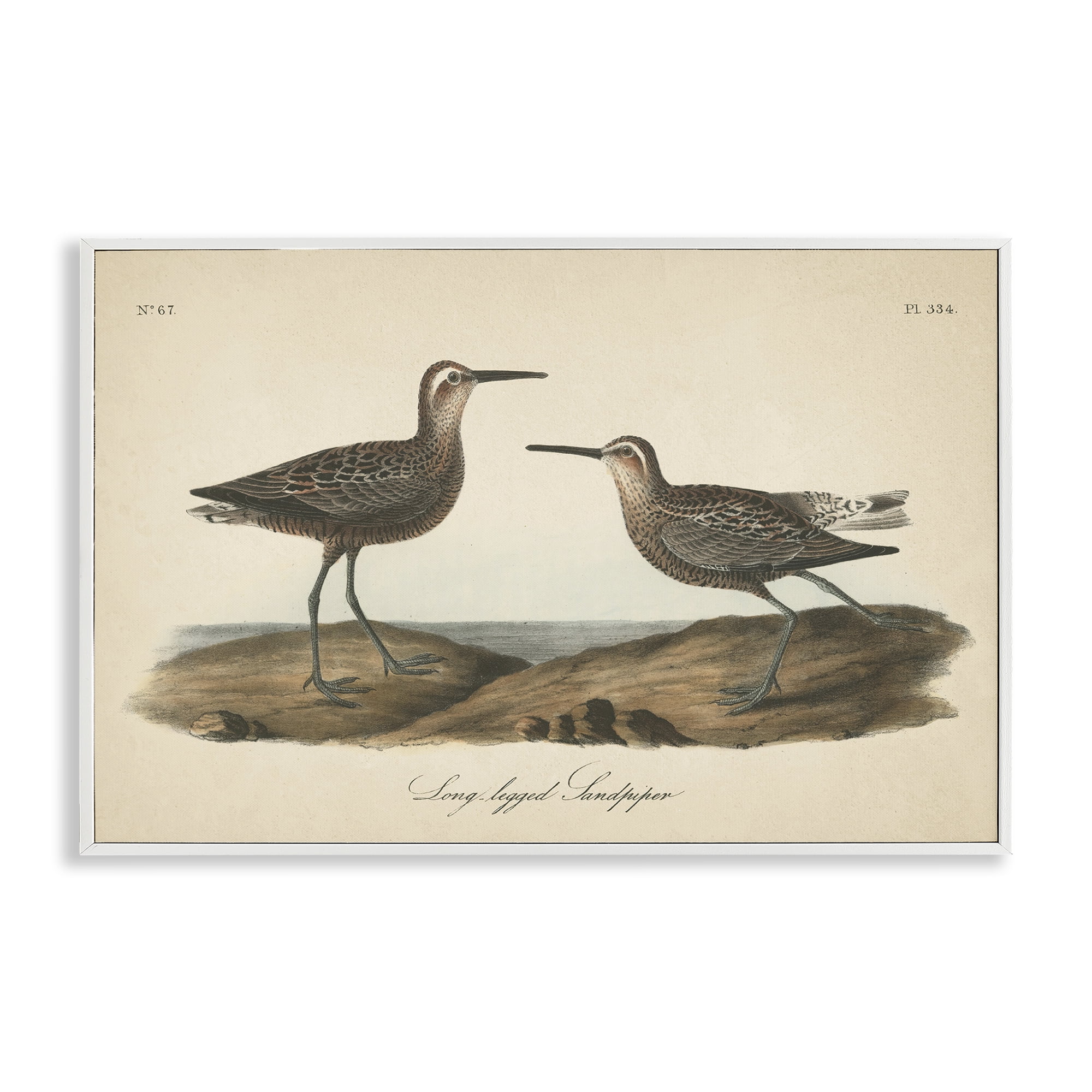 Stupell Industries Long Legged Sandpiper Animals & Insects Painting White Framed Art Print Wall Art, 24 x 16