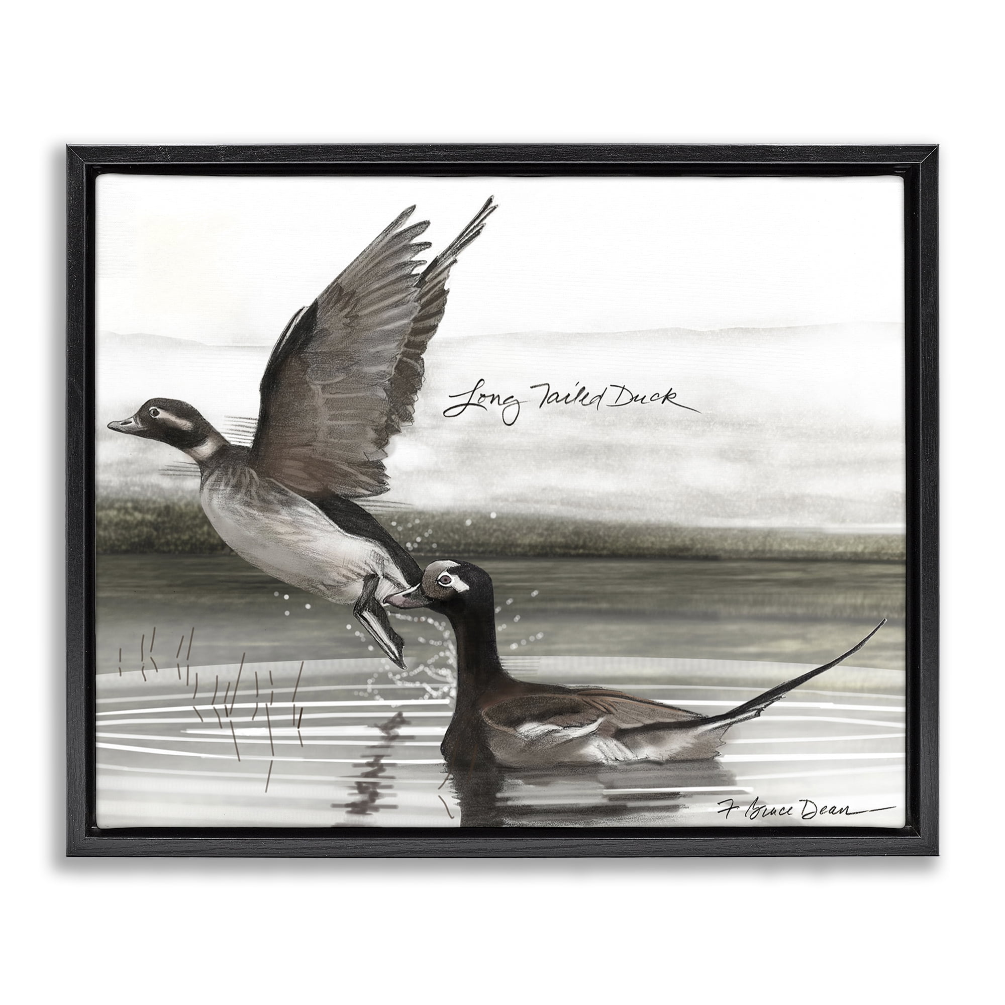 Stupell Industries Long Tailed Duck Animals & Insects Painting Black Floater Framed Canvas Art Print Wall Art, 31 x 25